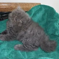 Persian Jewel cattery 3