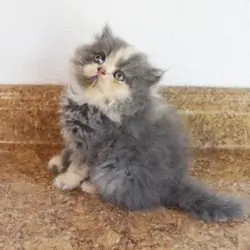 Persian Jewel Cattery 4