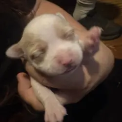 Teacup Chihuahuas
