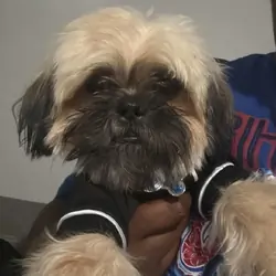 Shihtzu
