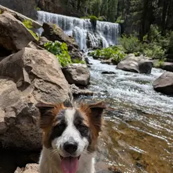 Brown/White Dog