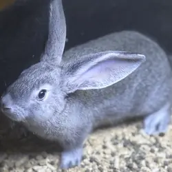 Flemish Giant rabbits young does and bucks