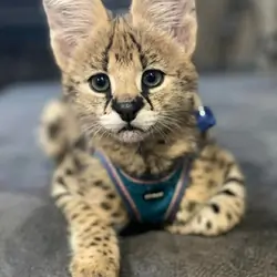 Adorable Serval kittens available