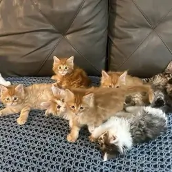 Maine Coon kitten