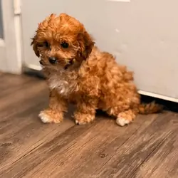 Maltipoo puppy
