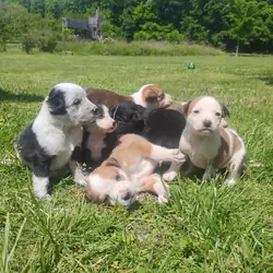Border Collie/Boxer puppies