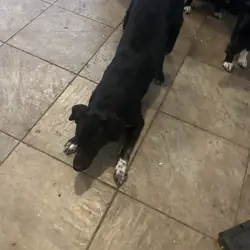 3 Female Pups