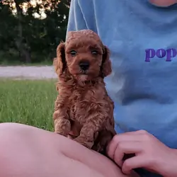 Red Poodle Puppy Male
