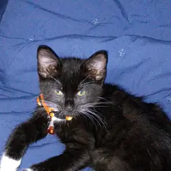 Female kitten