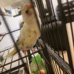 8 Parakeets