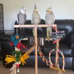 4 Cockatiels
