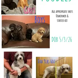 Toy/Mini Poodle