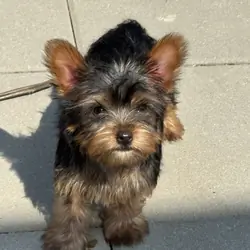 Yorkshire terrier