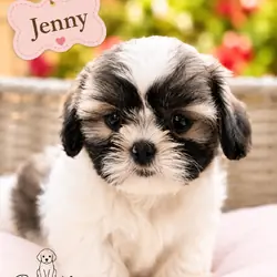 Shih Tzu puppies