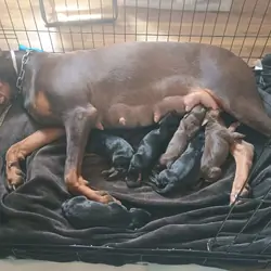 AKC European Doberman Puppies