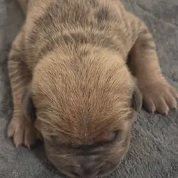 Cane Corso Puppies Available! ICCF Registered