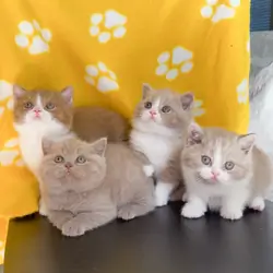 Beautiful British shorthair kittens   (4 male)