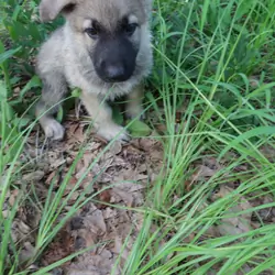 German Shepherd Puppy