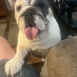 English bulldog
