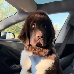Puppy 6 months