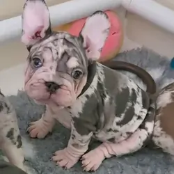 French Bulldog Puppies for Sale – Healthy, Family-