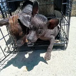Xolo Puppies