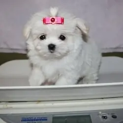 tiny teacup Maltese puppies now set to go
