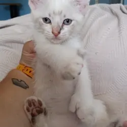 Bobtail kitten