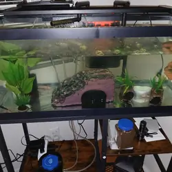Axolotes