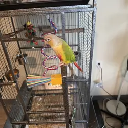 Green Cheek Conure