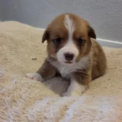 Corgi Puppies