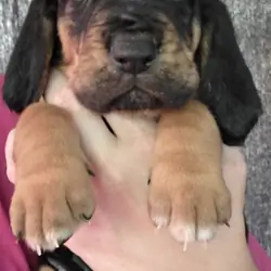 Bloodhound puppies