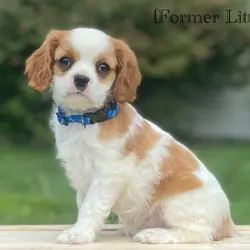 Cavalier puppies