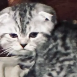 Munchkin kilt Scottish fold  (female)