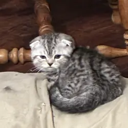 Munchkin kilt  Scottish fold