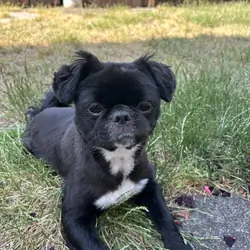2 year old pomchi