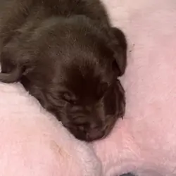 Labrador retriever