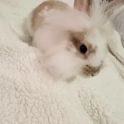 Bunny