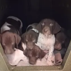 5 GSP pups for sale