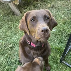 2y/o Chocolate lab