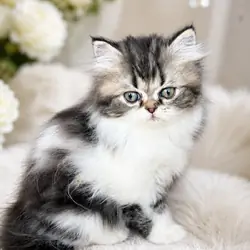 Persian Kittens