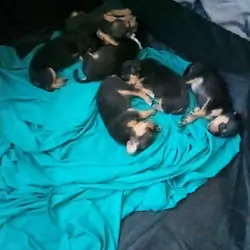 Puppies