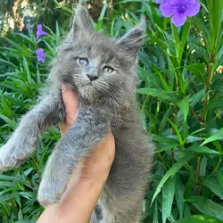 Mainecoon male