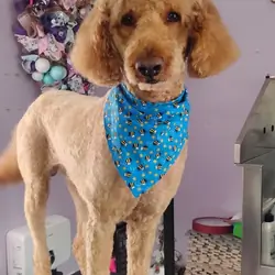 Golden Doddle
