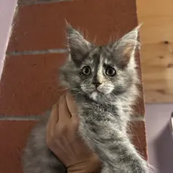 Mainecoon/Ragdoll kittens