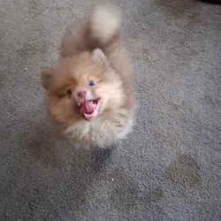 Pomeranian puppies