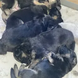 German shepherd puppies