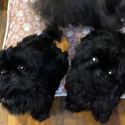 Beautiful Shih Tzu Pups looking for loving homes