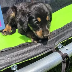 Aussiedoodle Puppies