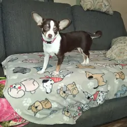 CKC Female Chihuahua